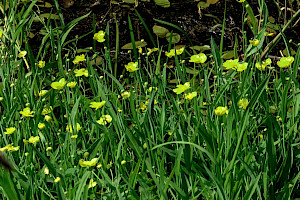 Greater Spearwort: Ranunculus lingua