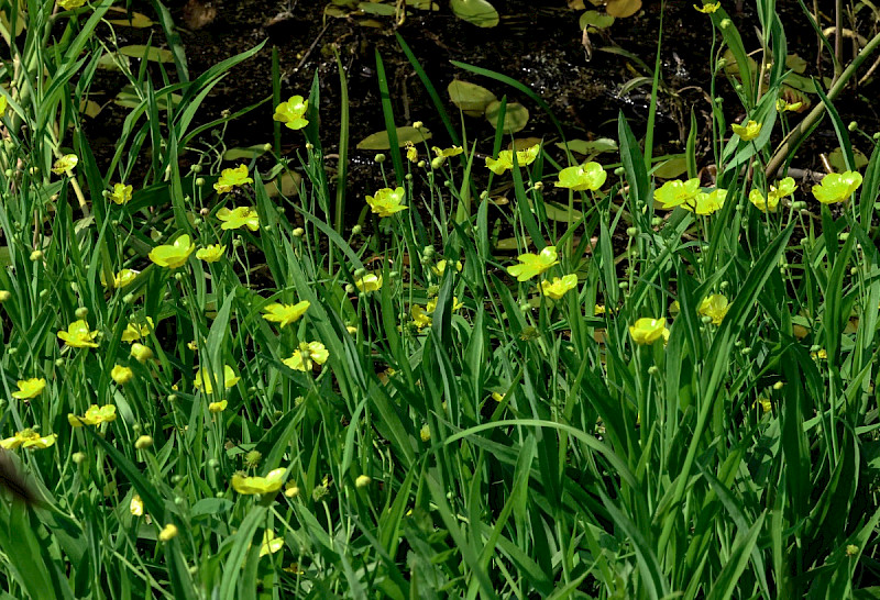 Ranunculus lingua - &copy; Charles Hipkin