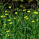 Ranunculus lingua