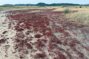 Sea-heath: Frankenia laevis