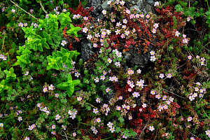 Sea-heath: Frankenia laevis