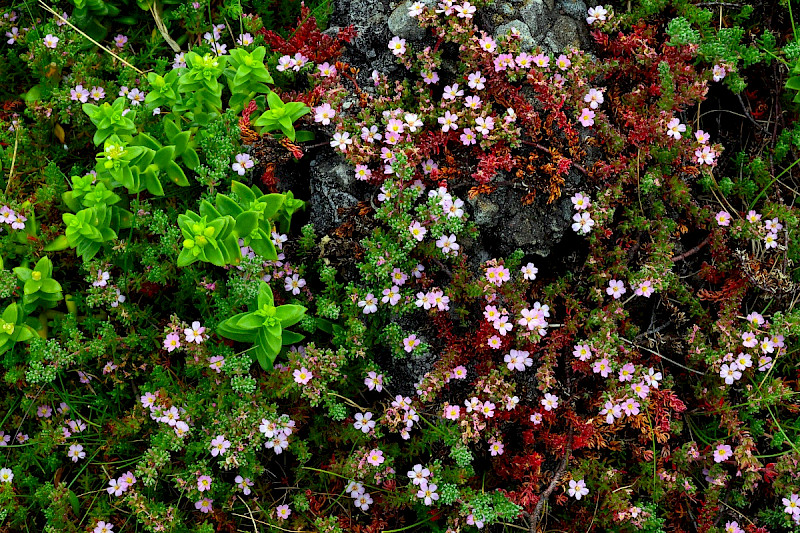 Frankenia laevis - &copy; Charles Hipkin