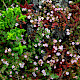 Frankenia laevis