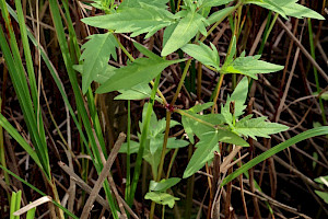 Trifid Bur-marigold: Bidens tripartita