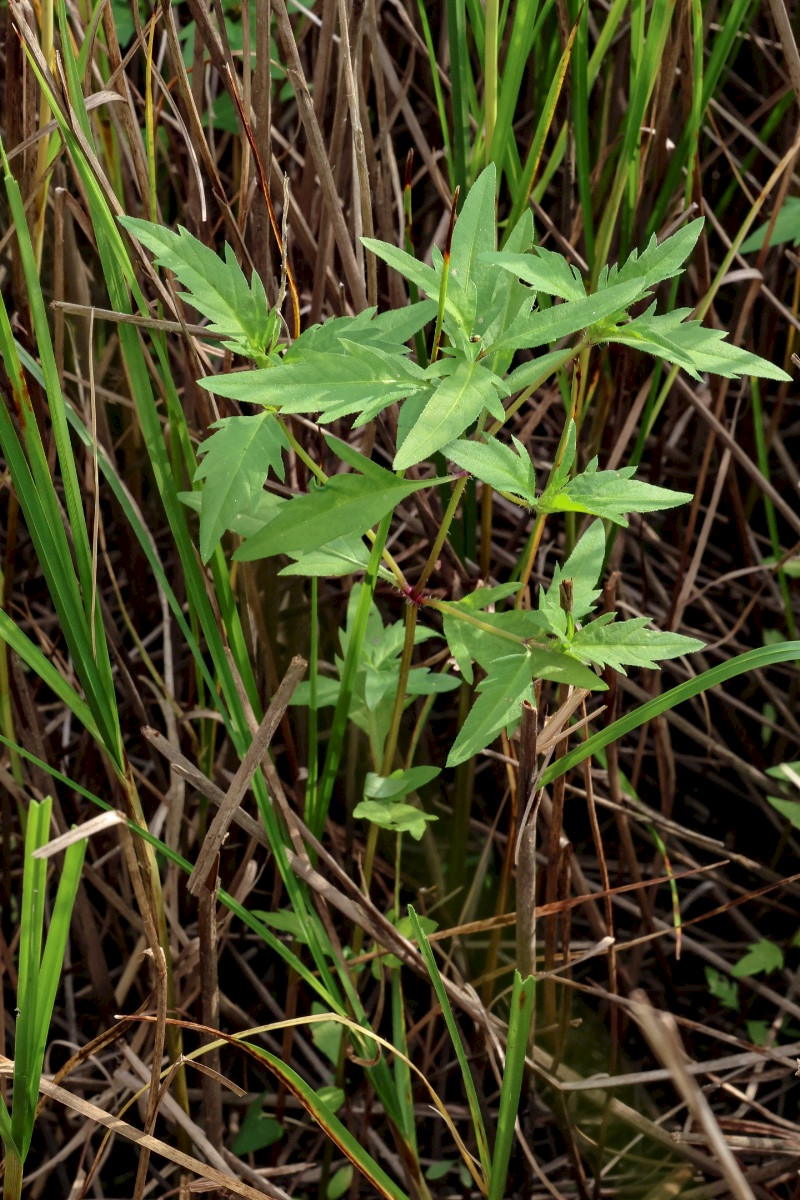 Bidens tripartita - &copy; Charles Hipkin