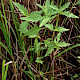 Bidens tripartita