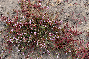 Sea-heath: Frankenia laevis