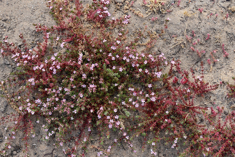 Frankenia laevis - &copy; Charles Hipkin