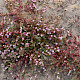 Frankenia laevis