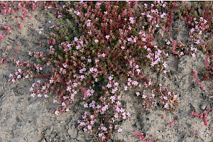 Sea-heath: Frankenia laevis