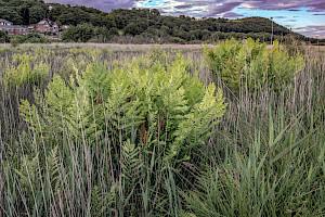Osmunda regalis Royal Fern