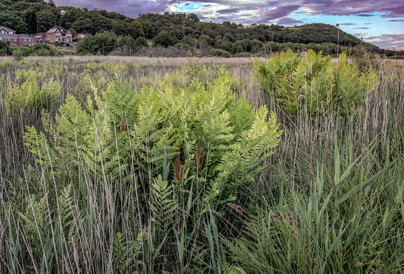 Osmunda regalis - &copy; Charles Hipkin
