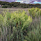 Osmunda regalis