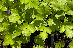 Coriandrum sativum Coriander