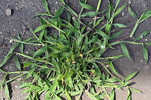 Hairy Finger-grass: Digitaria sanguinalis