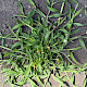 Digitaria sanguinalis