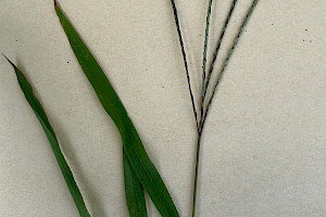 Hairy Finger-grass: Digitaria sanguinalis