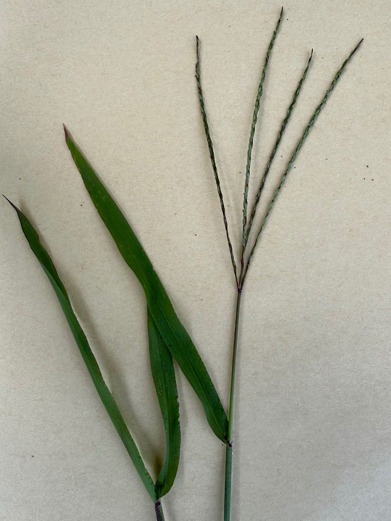 Digitaria sanguinalis - &copy; Charles Hipkin