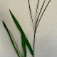 Digitaria sanguinalis