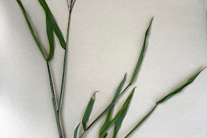 Digitaria sanguinalis Hairy Finger-grass