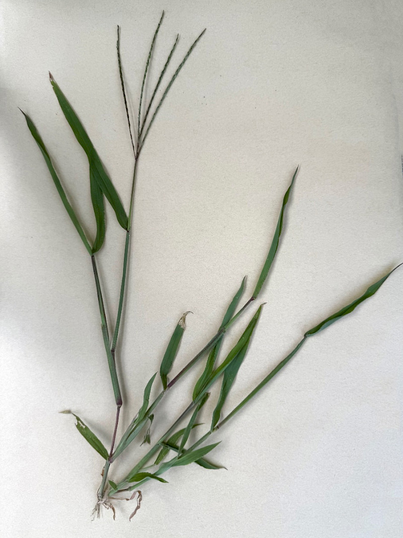 Digitaria sanguinalis - &copy; Charles Hipkin