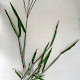 Digitaria sanguinalis