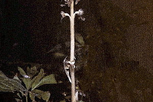 Bird's-nest Orchid: Neottia nidus-avis