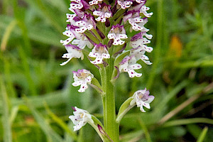 Burnt Orchid: Neotinea ustulata