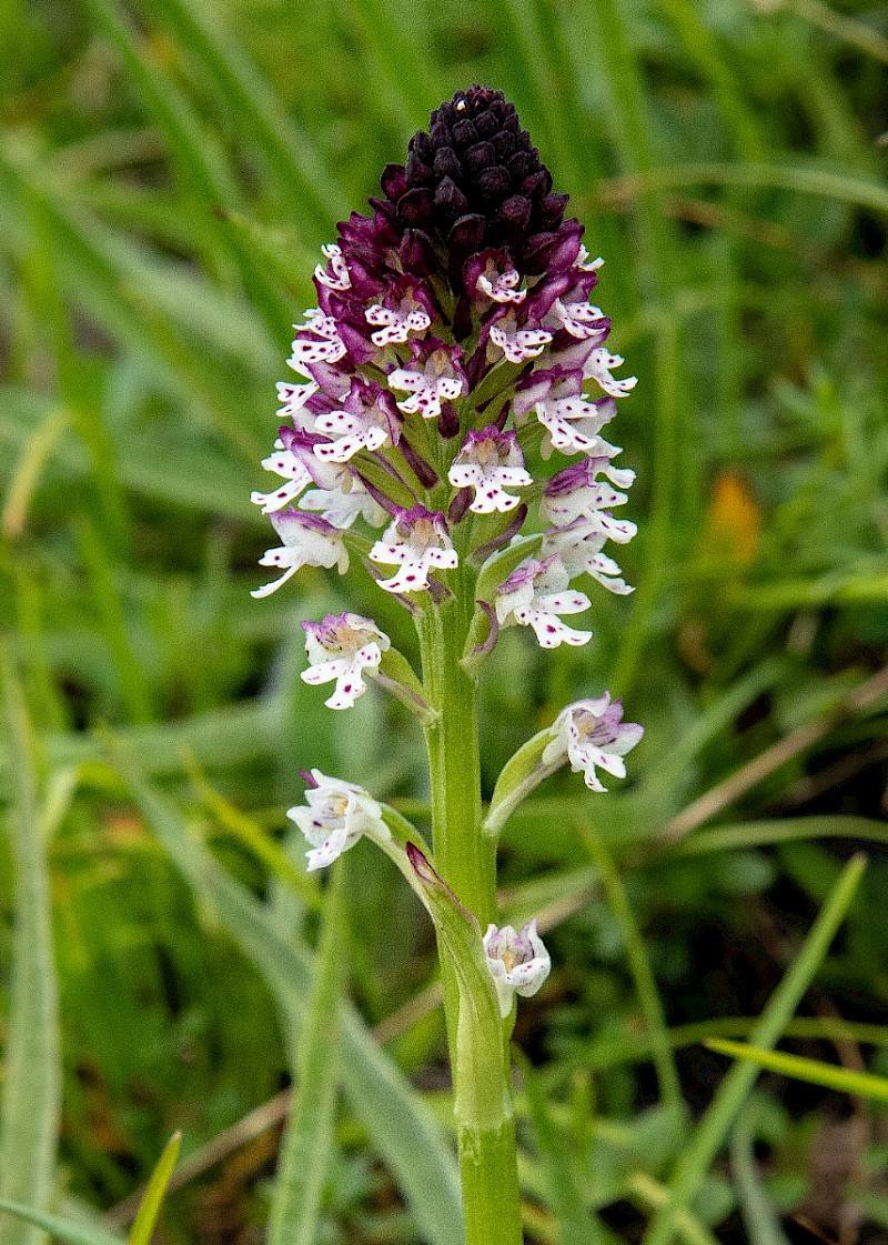 Neotinea ustulata - &copy; Charles Hipkin