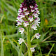 Neotinea ustulata