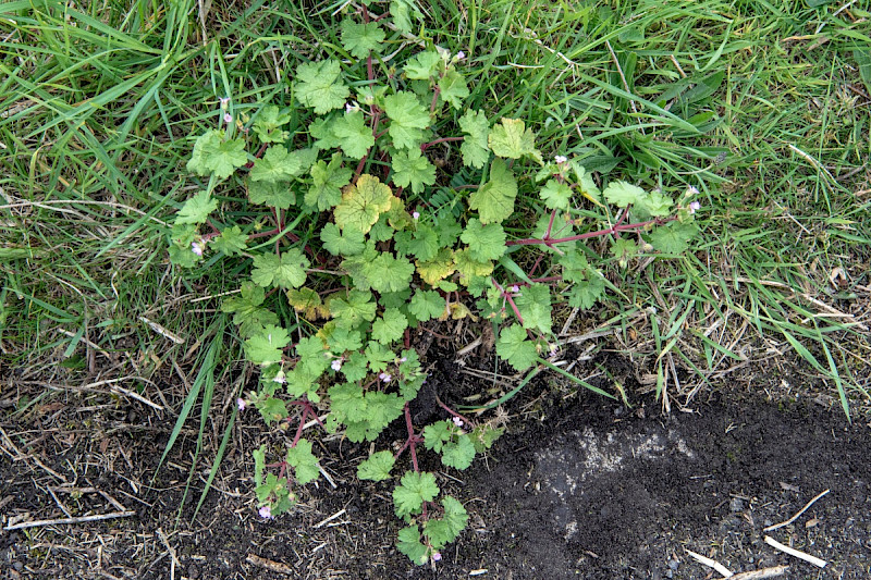 Geranium rotundifolium - &copy; Charles Hipkin