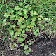Geranium rotundifolium