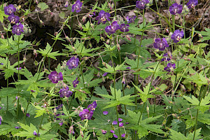 Dusky Crane's-bill: Geranium phaeum