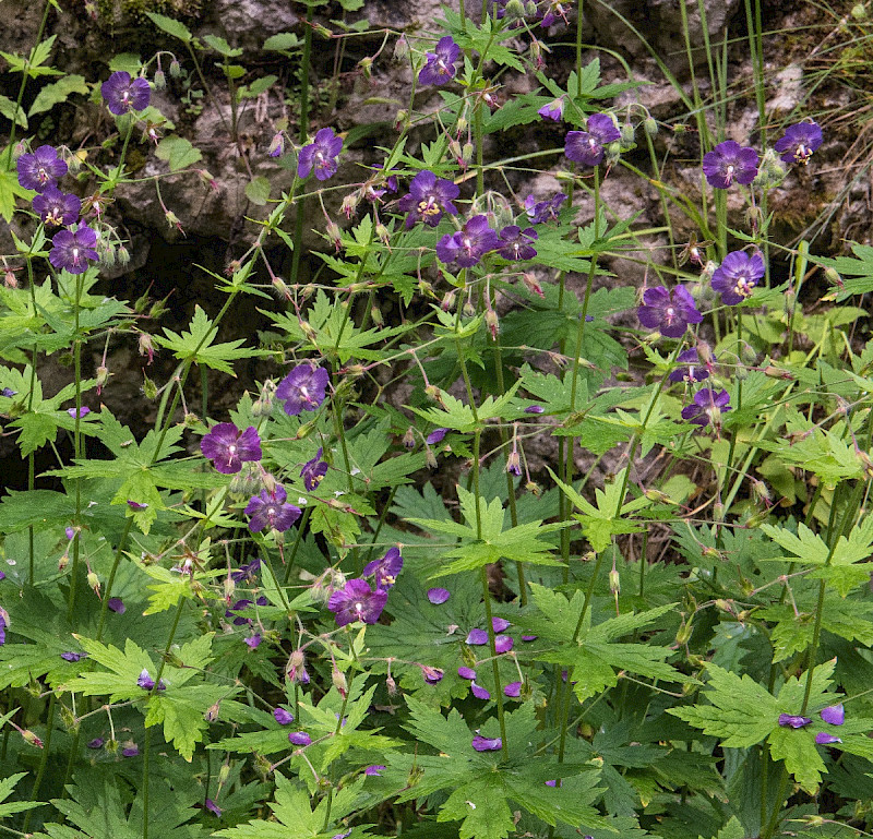 Geranium phaeum - &copy; Charles Hipkin