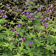 Geranium phaeum