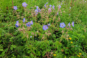 Meadow Crane's-bill: Geranium pratense
