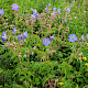 Geranium pratense