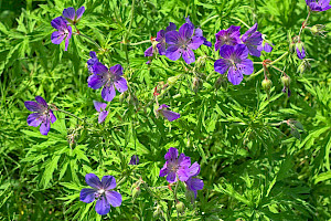 Meadow Crane's-bill: Geranium pratense