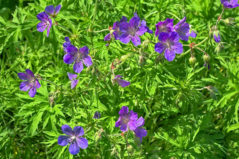 Geranium pratense - &copy; Charles Hipkin