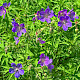 Geranium pratense