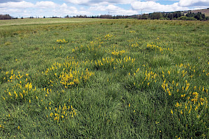 Dyer's Greenweed: Genista tinctoria