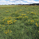 Genista tinctoria