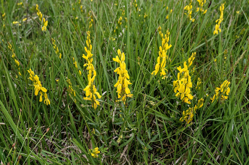 Genista tinctoria - &copy; Charles Hipkin