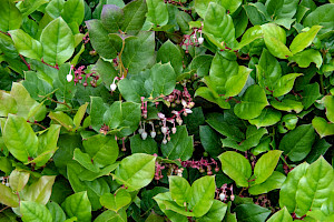 Shallon: Gaultheria shallon