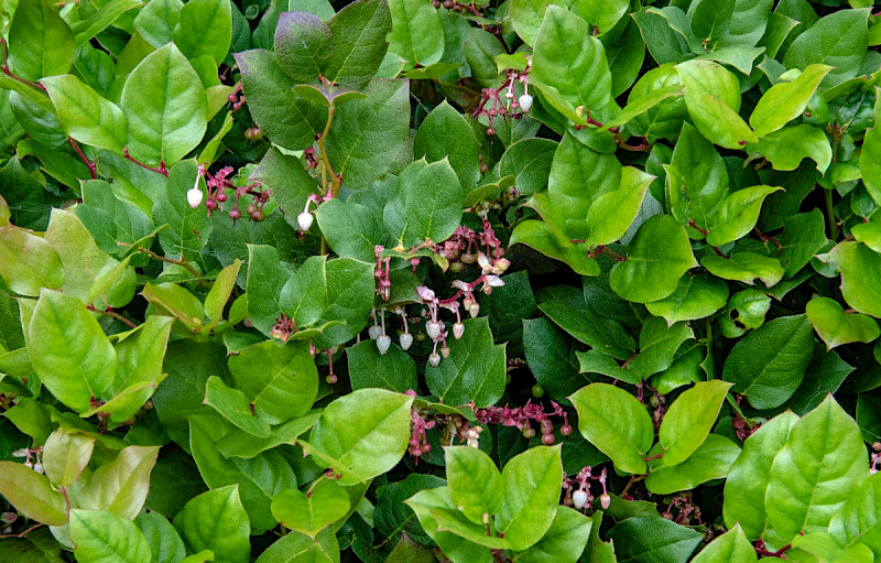 Gaultheria shallon - &copy; Charles Hipkin