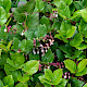 Gaultheria shallon