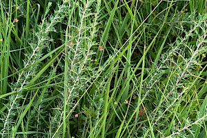 Petty whin: Genista anglica