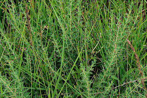 Petty whin: Genista anglica