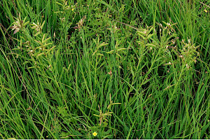 Dyer's Greenweed: Genista tinctoria