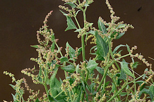 Atriplex prostrata Spear-leaved Orache